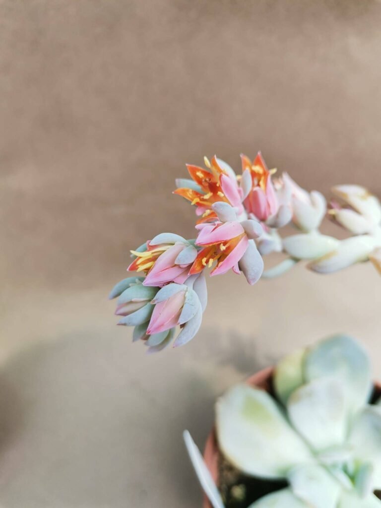 Echeveria Exotica