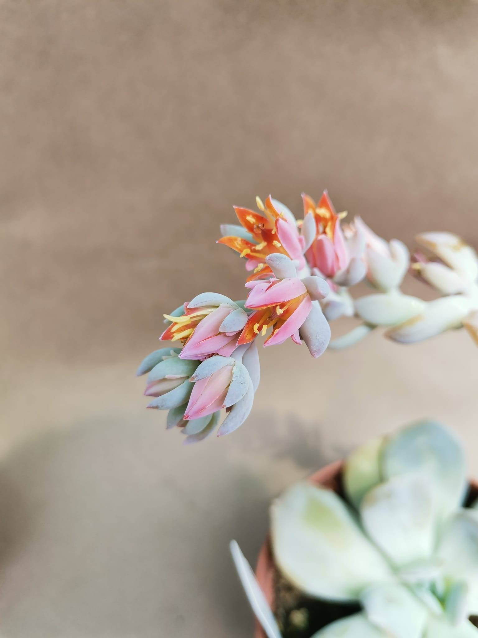 Echeveria Exotica