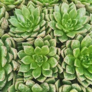 Echeveria Fire Lips