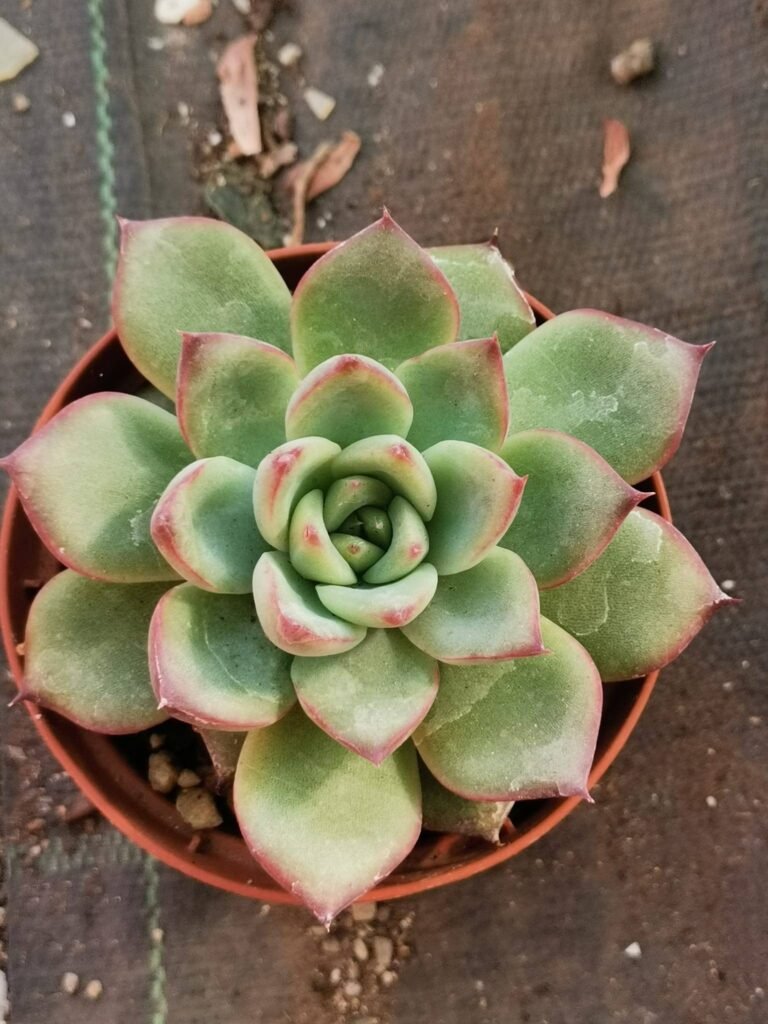 Echeveria Fire Pillar