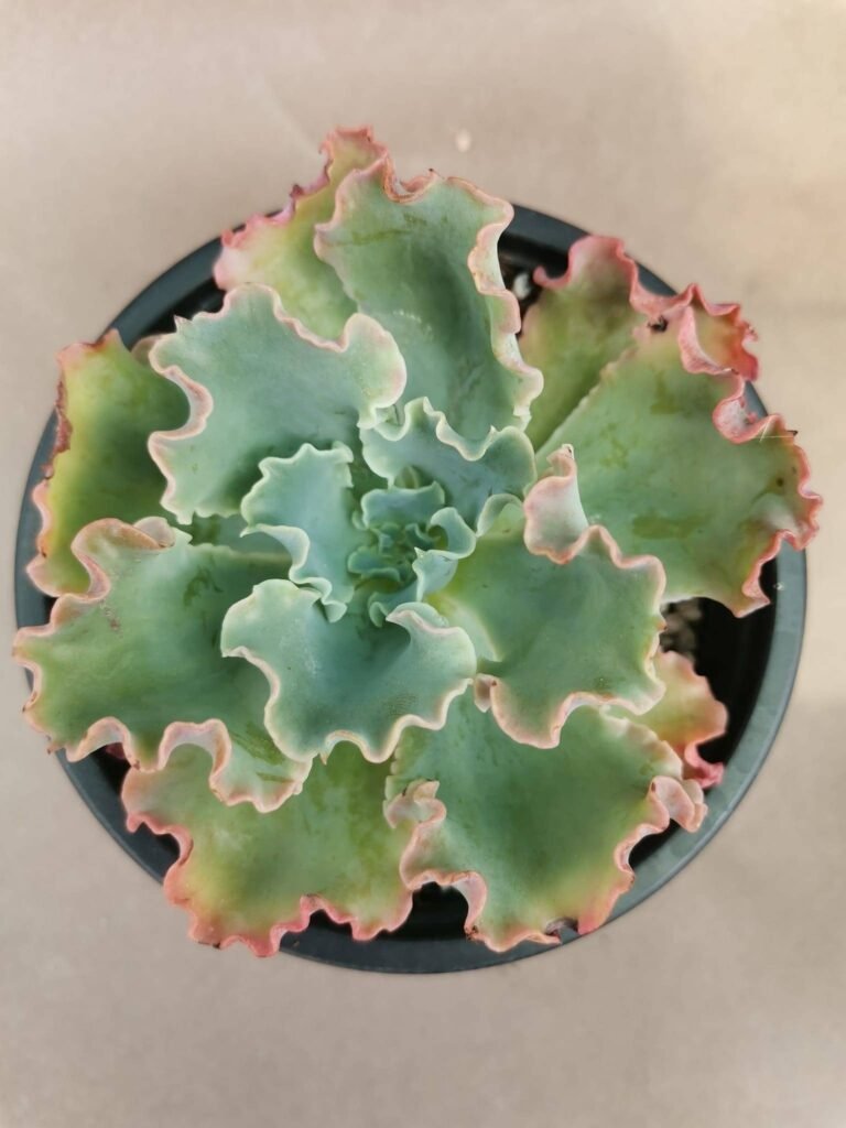 Echeveria Frilly Maid
