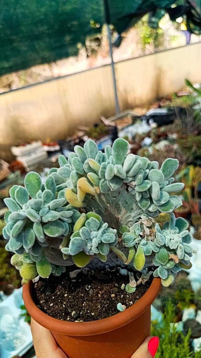 Echeveria frosty crestata