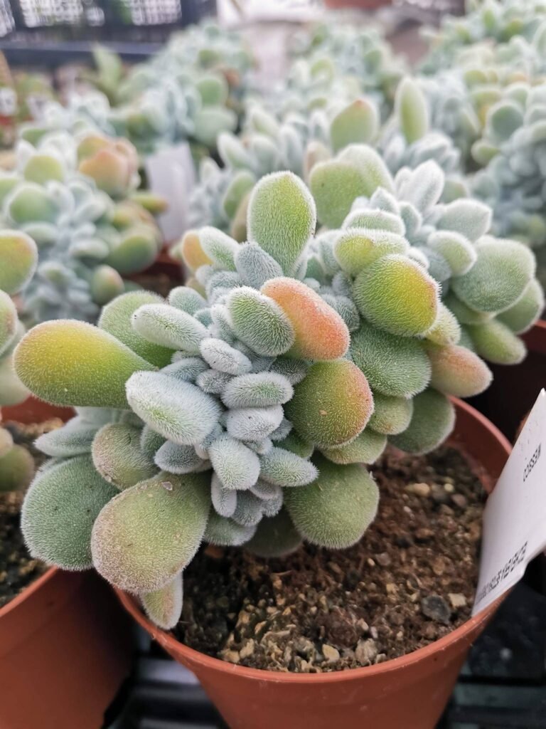Echeveria Frosty Crestata