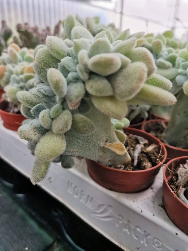 Echeveria Frosty Crestata