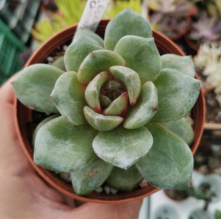 Echeveria German Champagne Korean