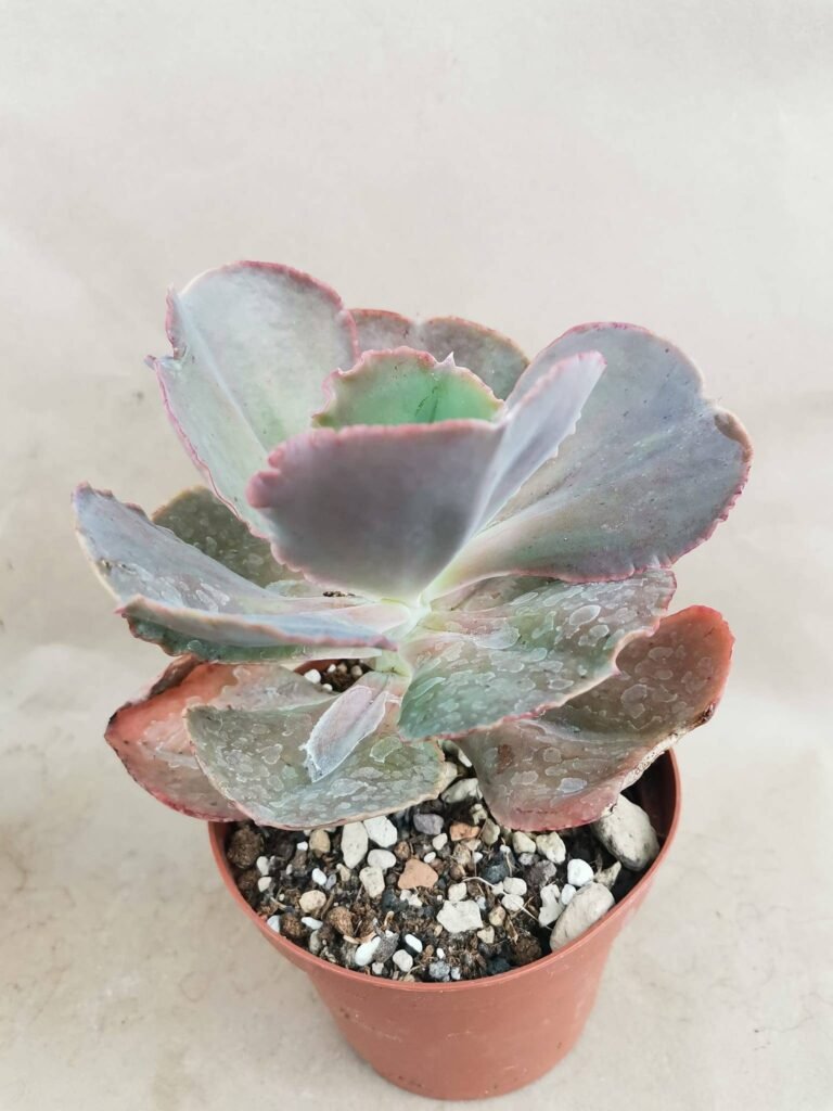 Echeveria Gibbiflora Bittersweet