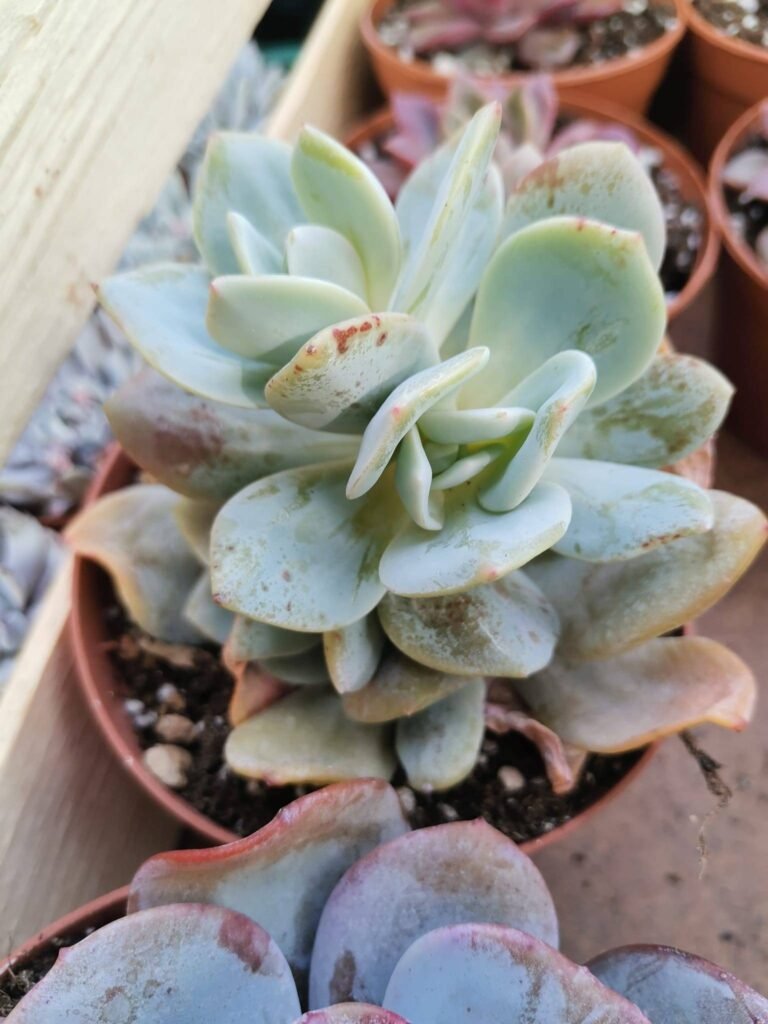 Echeveria Gila (gigantea x laui)