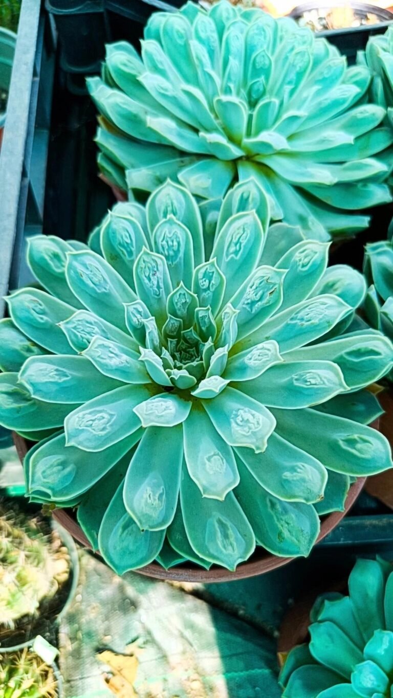 Echeveria Gilo drop