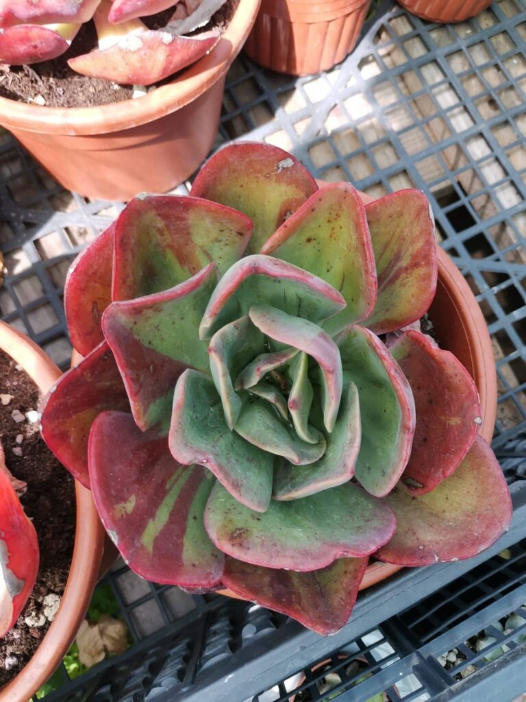 Echeveria Goiabinha f. Variegata mostruosa