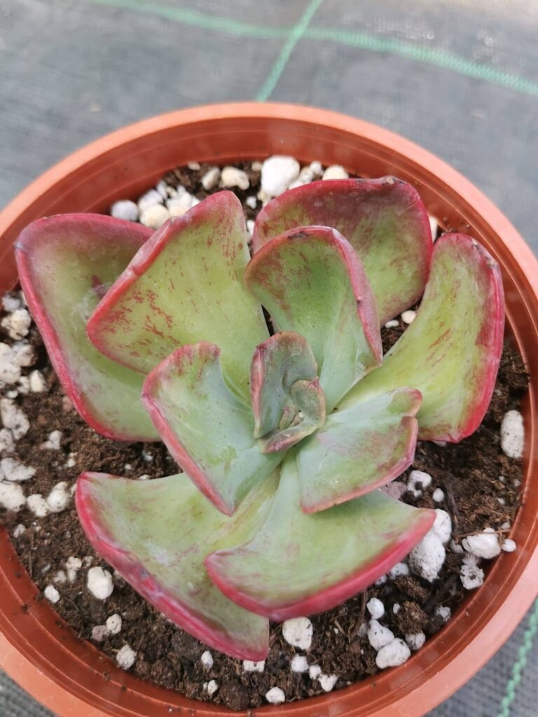 Echeveria Goiabinha f. Variegata mostruosa