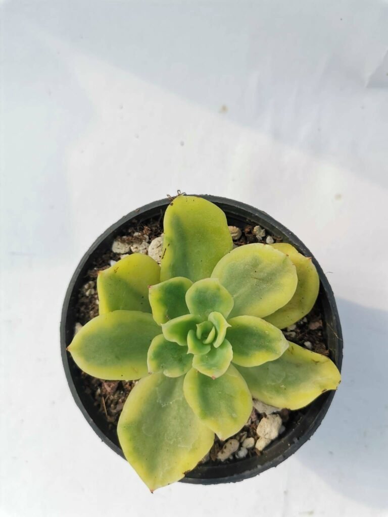 Echeveria Golden Glow Variegata