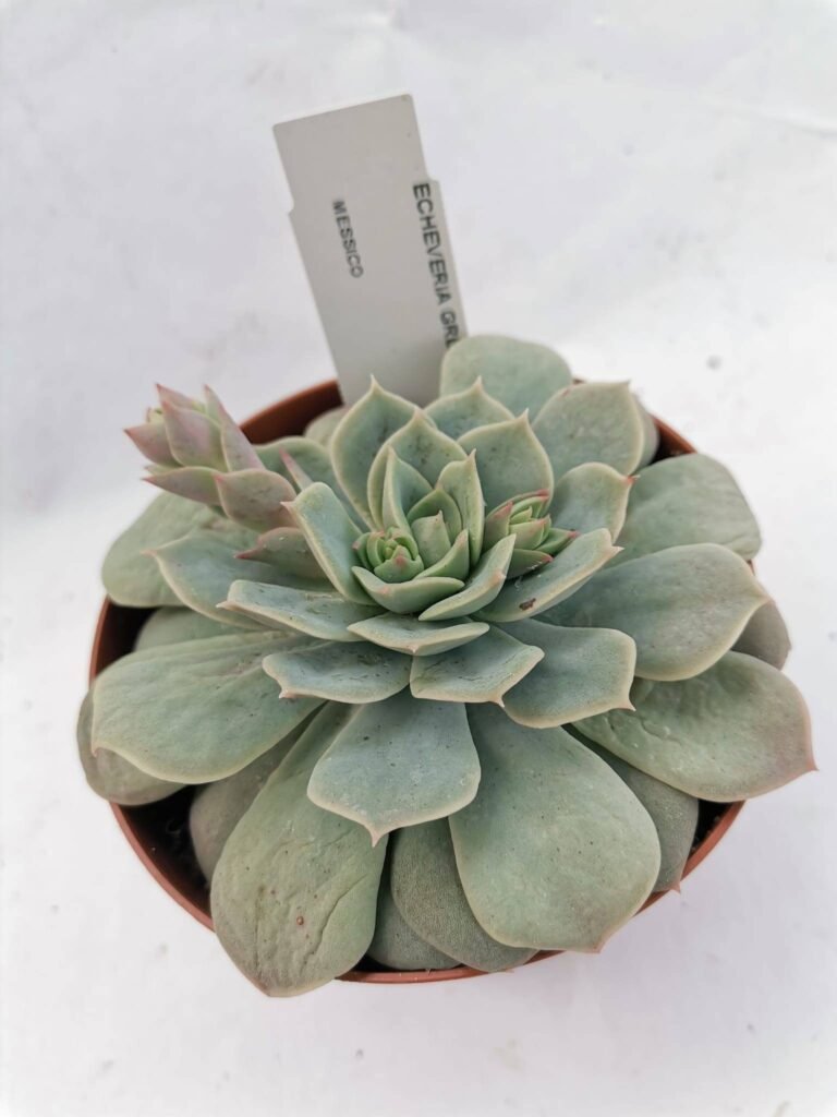 Echeveria Green Joy