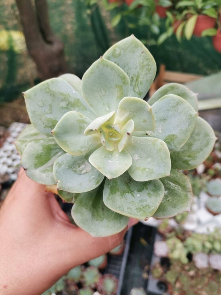 Echeveria Hakuhou