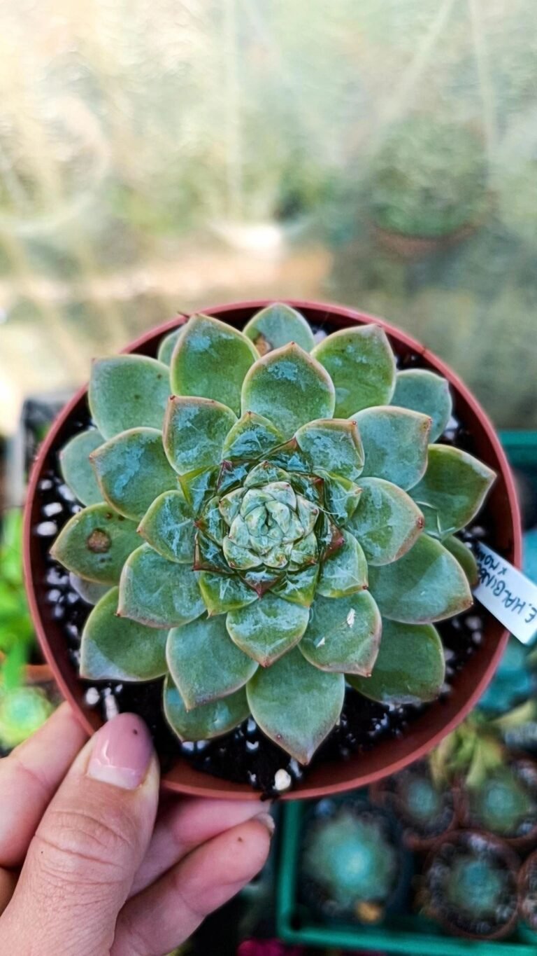 Echeveria halbingerii x monroe