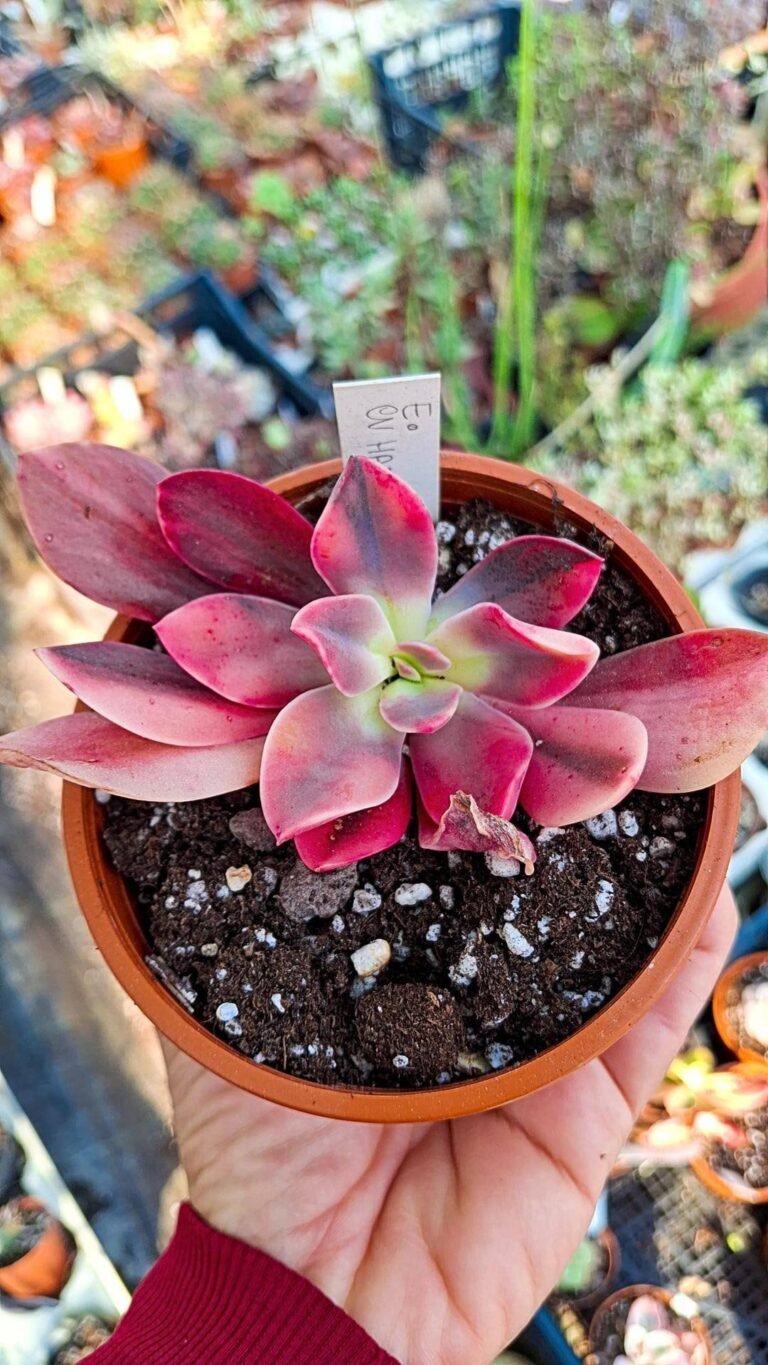 Echeveria “Hanakaida” variegata Korean