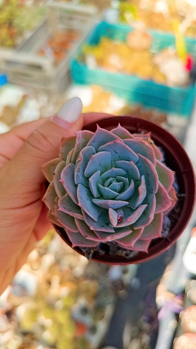 Echeveria Hera
