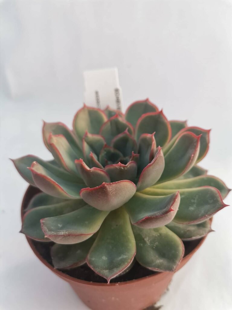 Echeveria Hercules