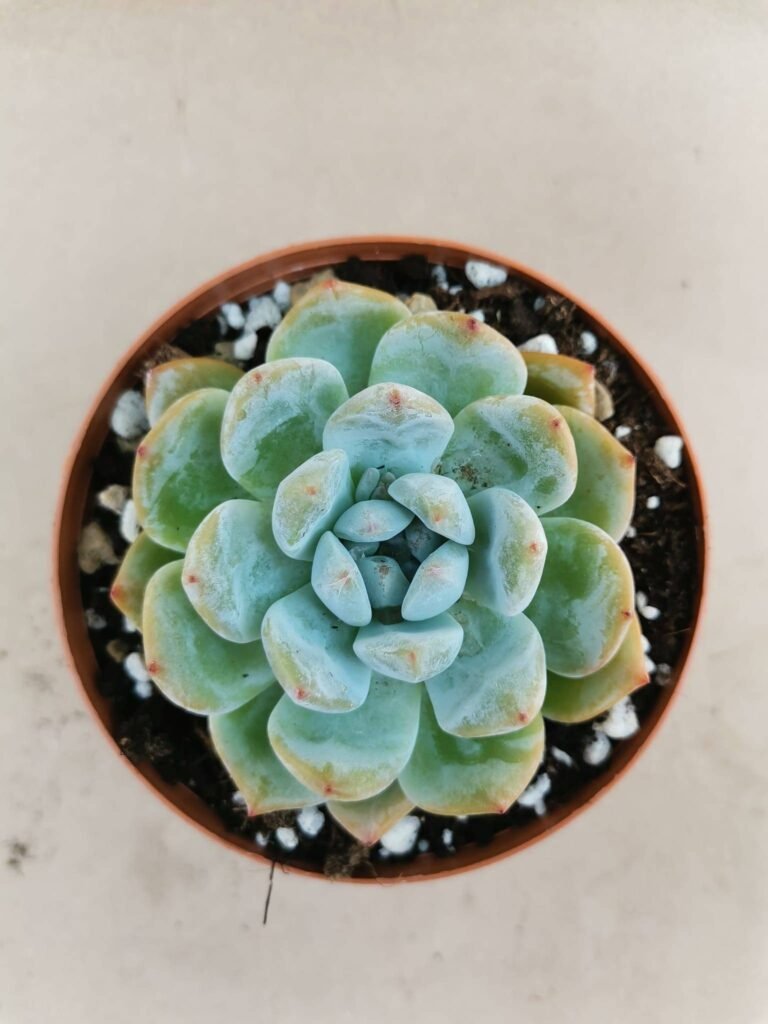 Echeveria Hoshikage Korean