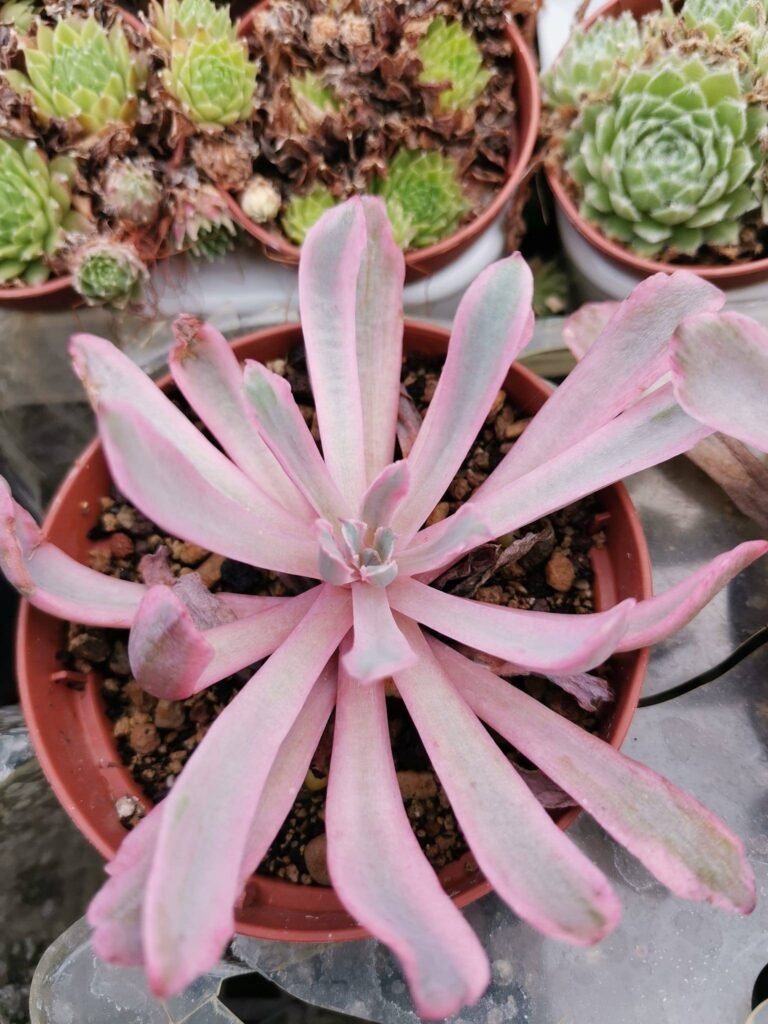 Echeveria Hoveyi Variegata