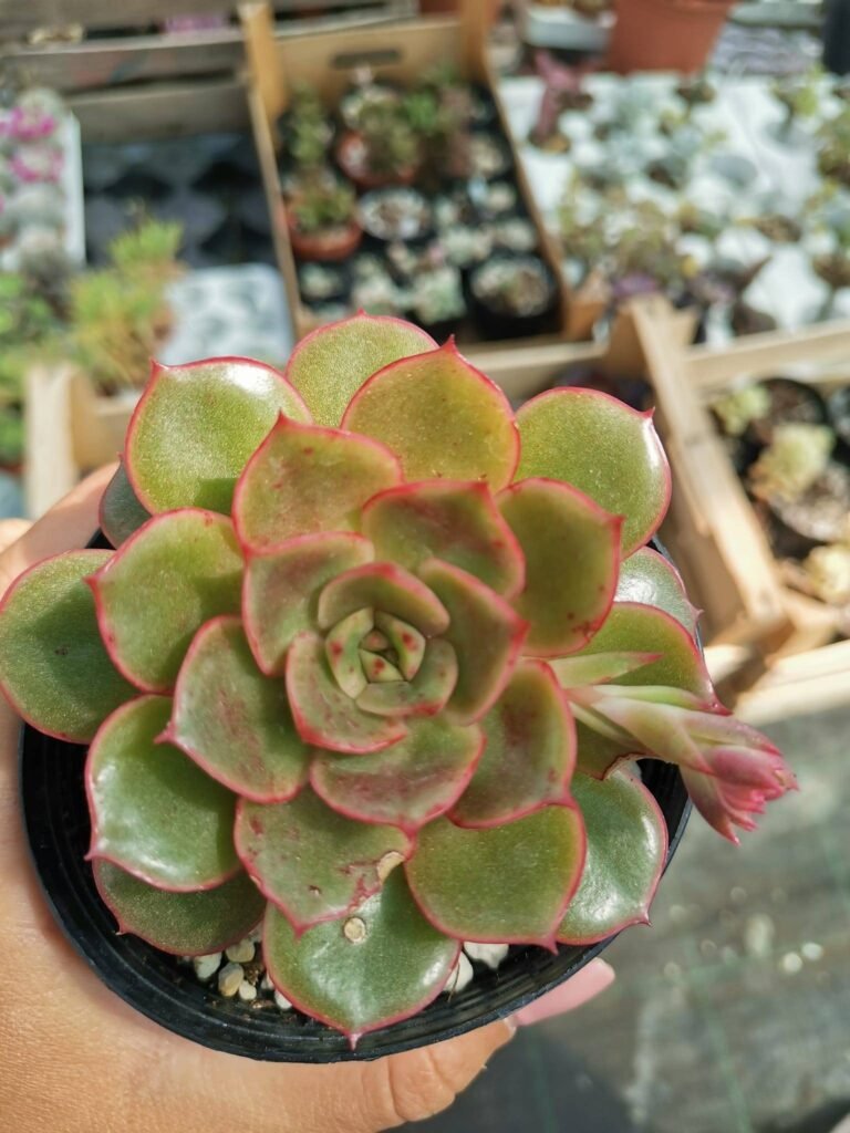 Echeveria Huthspinke Korean