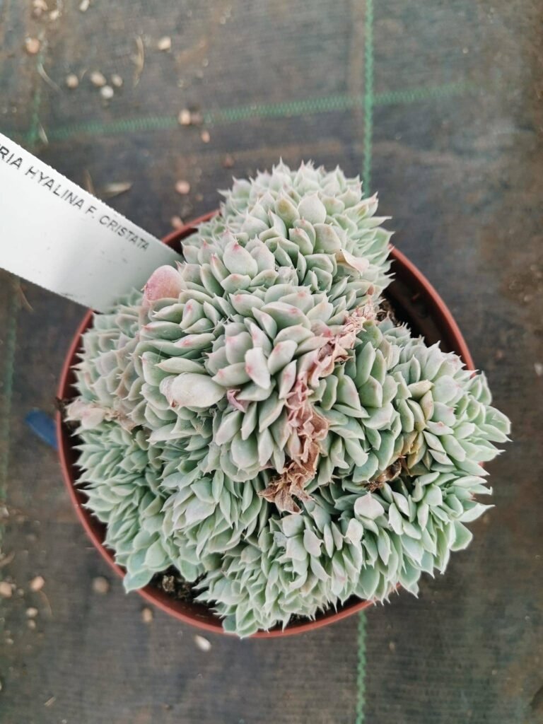Echeveria Hyalina Crestata