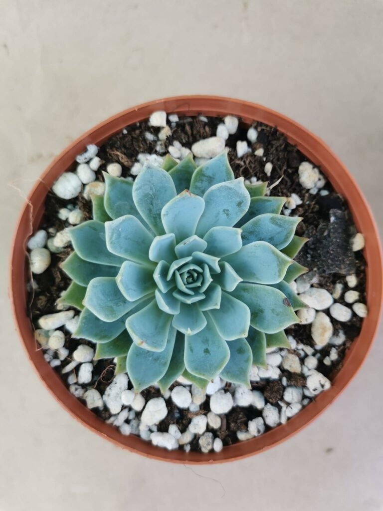 Echeveria Kirov