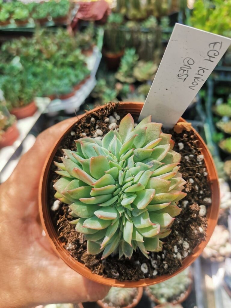 Echeveria Kirov Crestata