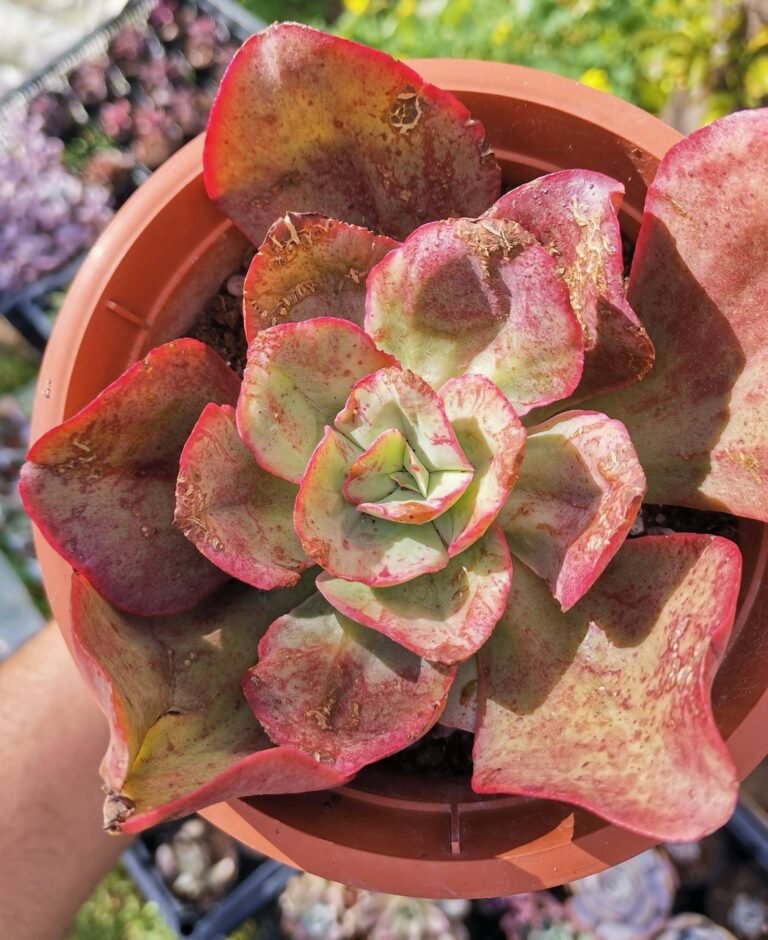 Echeveria Kissing