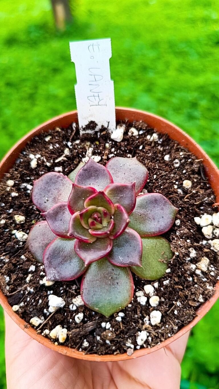 Echeveria laney korean