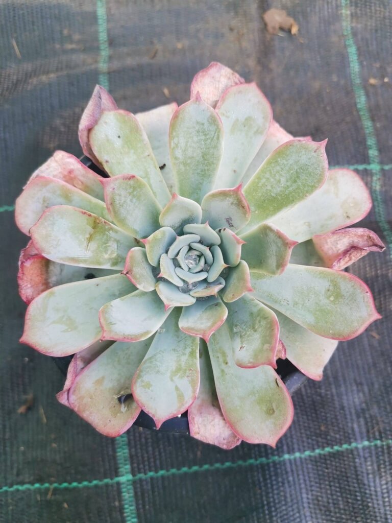 Echeveria Laulensis
