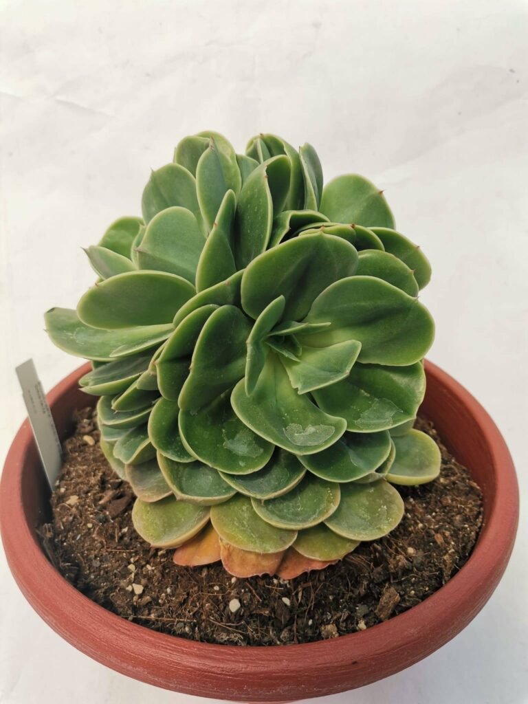 Echeveria Lemon Rose Crestata