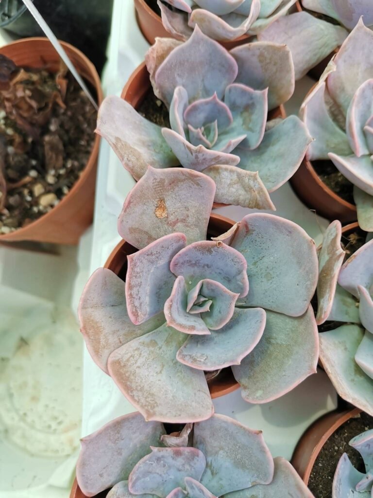 Echeveria Lilacina