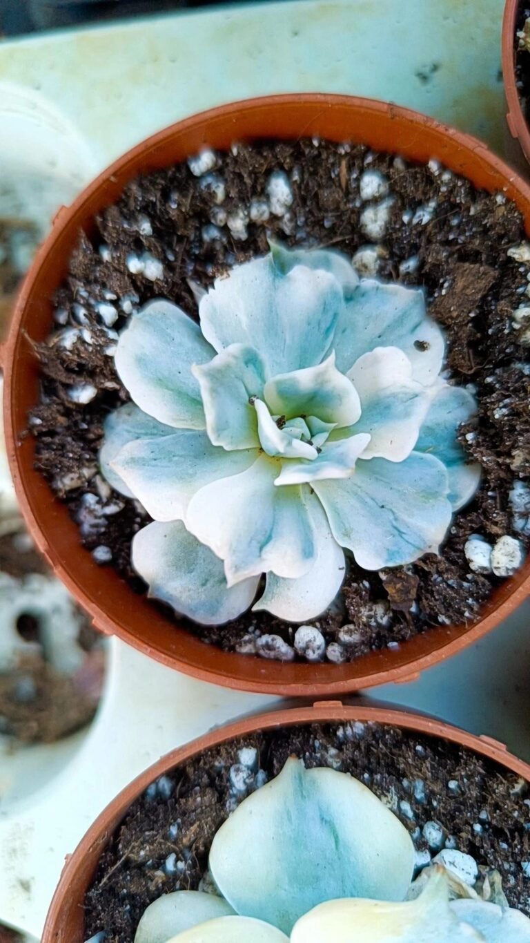 Echeveria lilacina Variegata