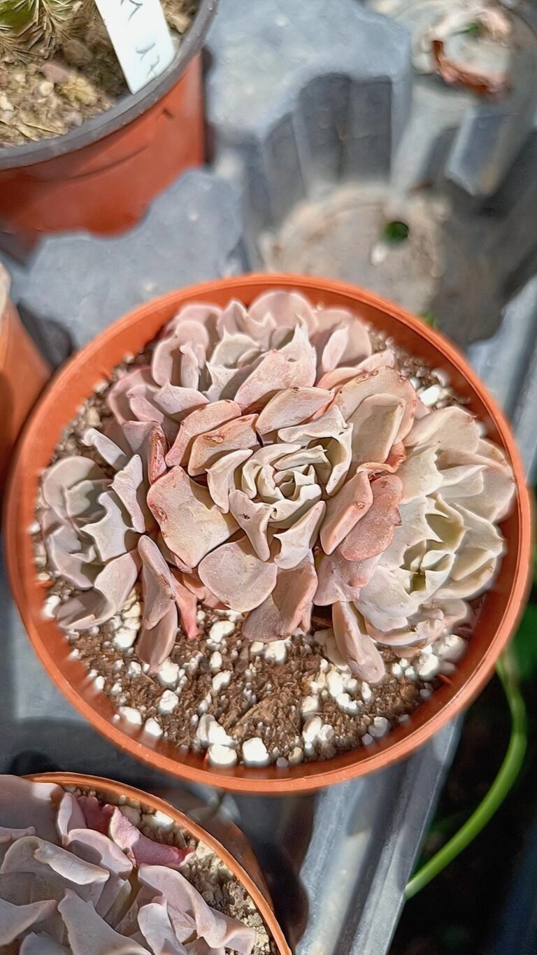 Echeveria Linda jean