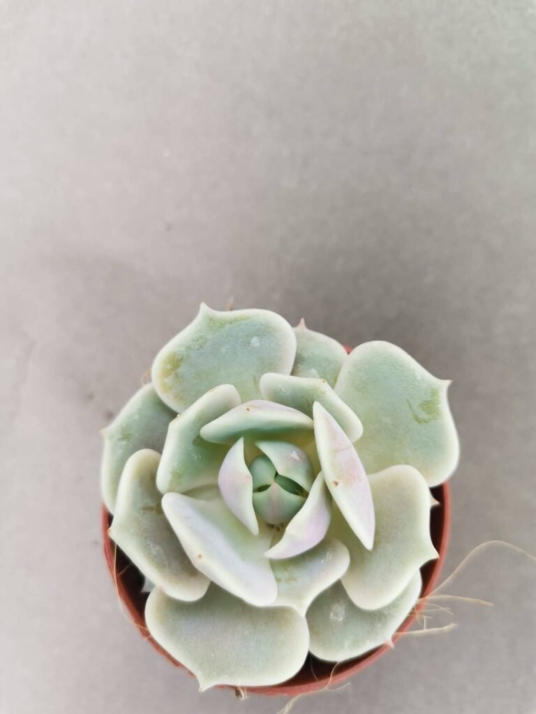 Echeveria Lola