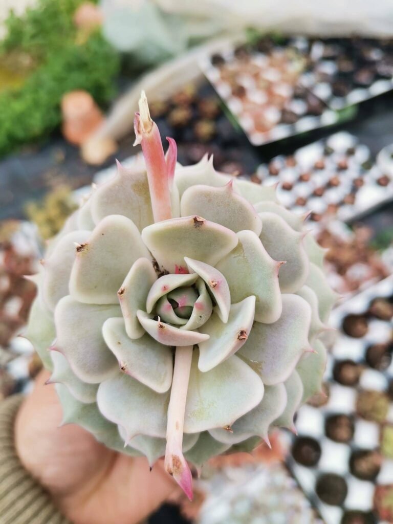 Echeveria Lola