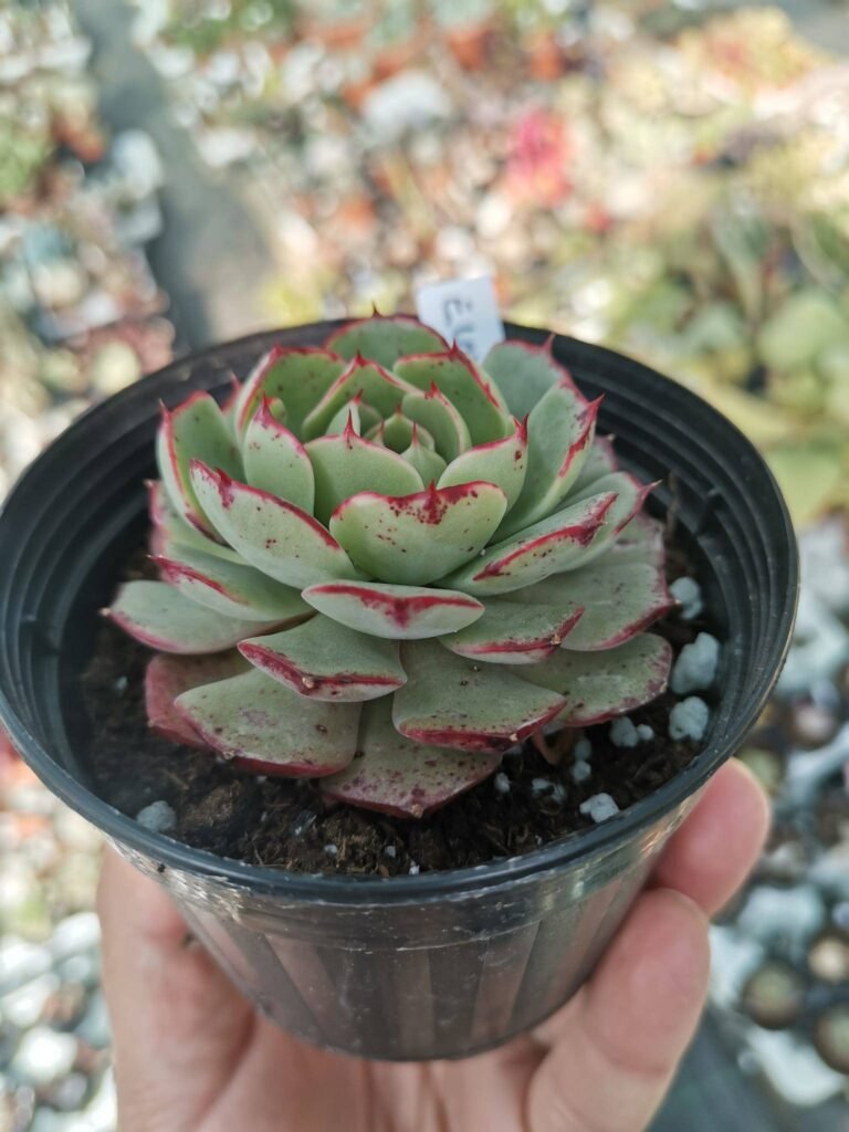 Echeveria Love Fire Korean