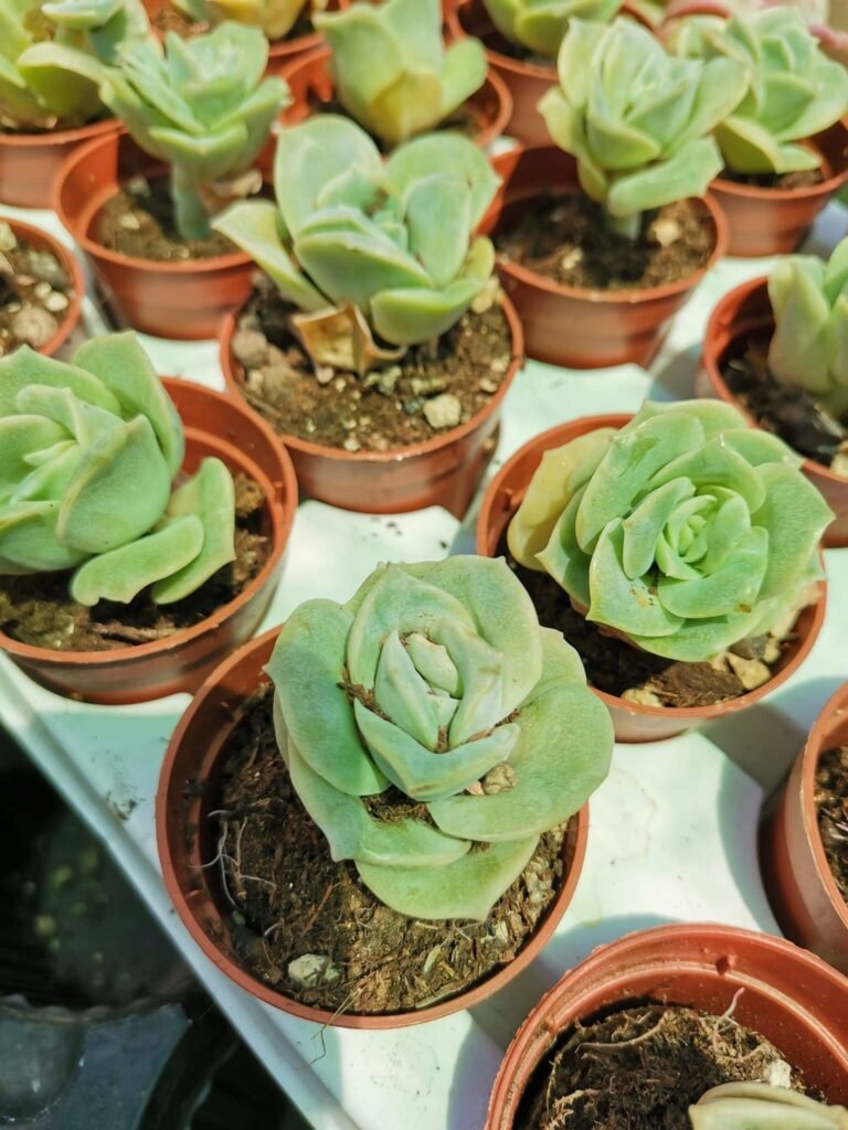 Echeveria Lovely Rose