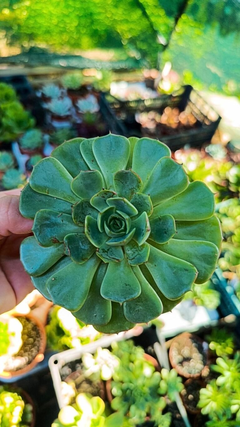 Echeveria Love’s Light