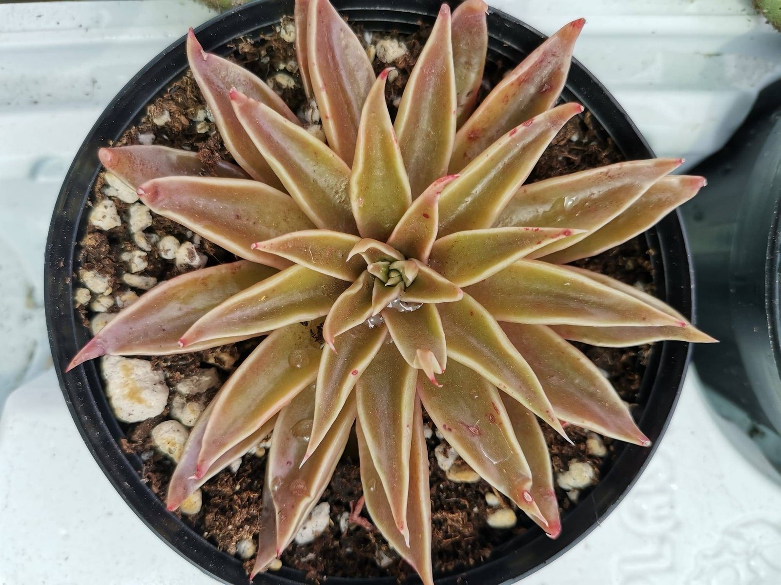 Echeveria Lutea