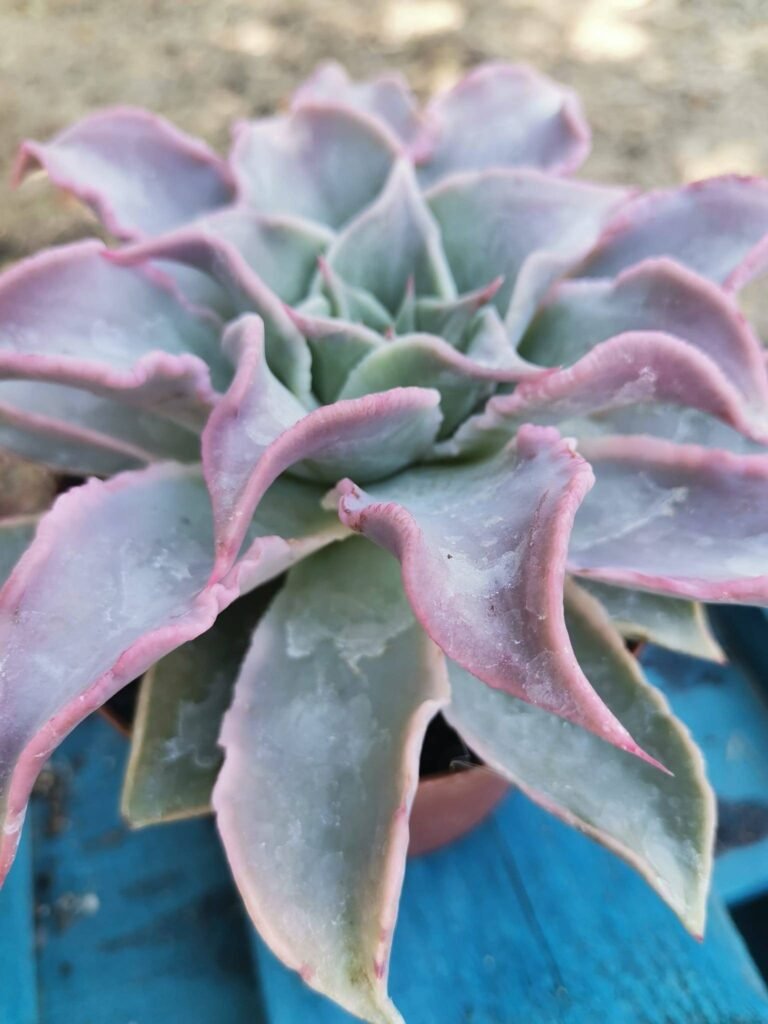Echeveria Madiba