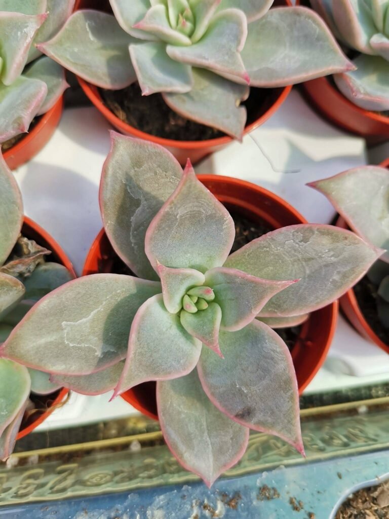 Echeveria Madiba