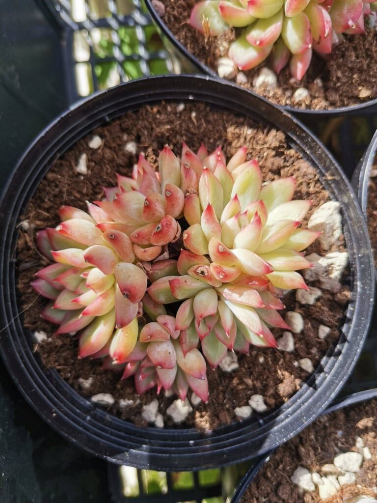Echeveria Mebina