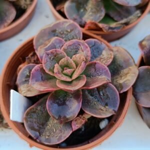 Echeveria Melaco