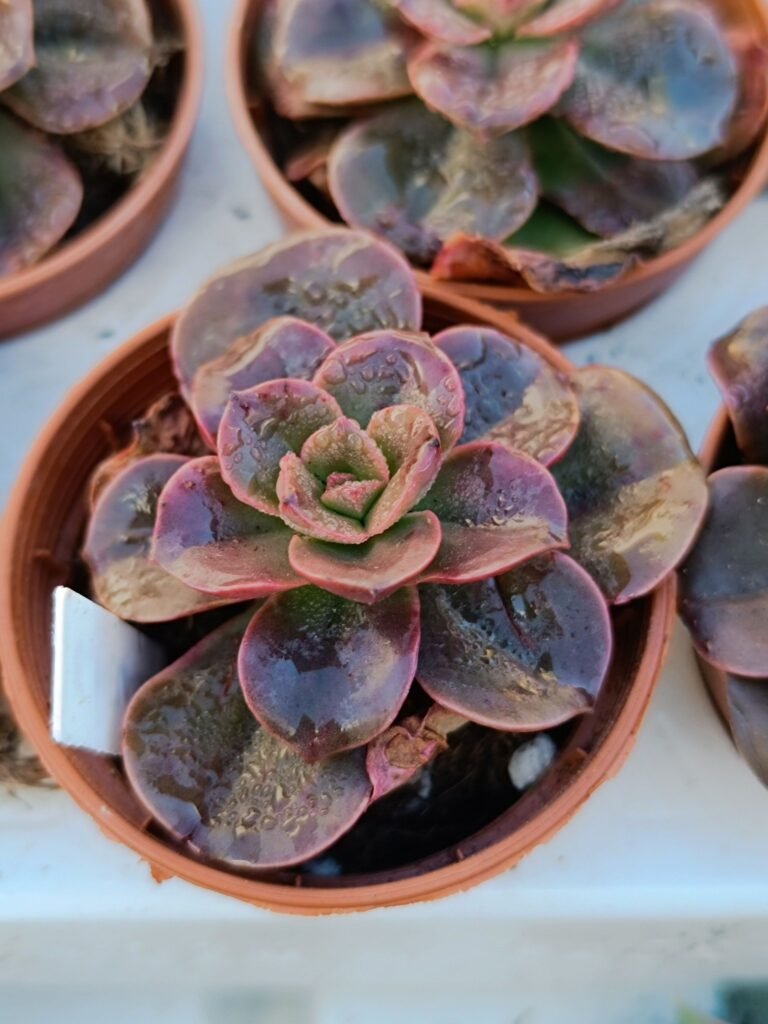 Echeveria Melaco