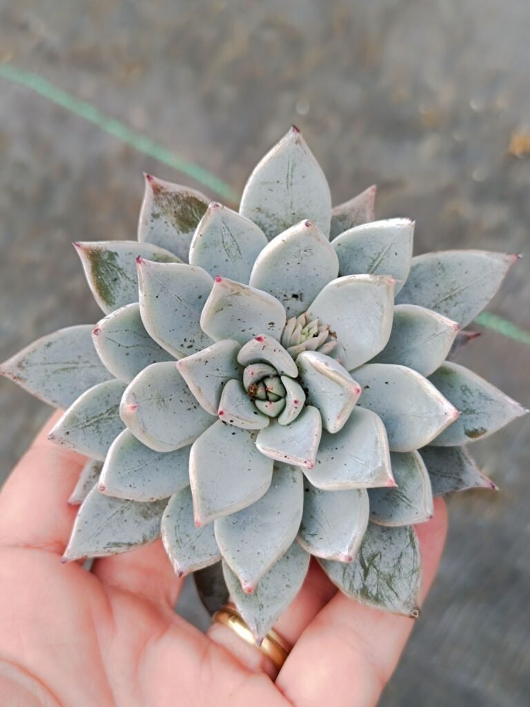 Echeveria Menchaca