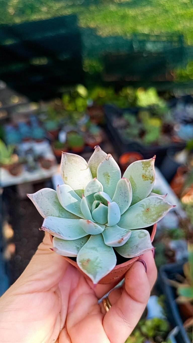 Echeveria Menchaca