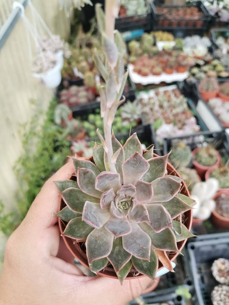 Echeveria Mensa