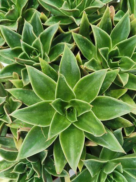 Echeveria Mexicano