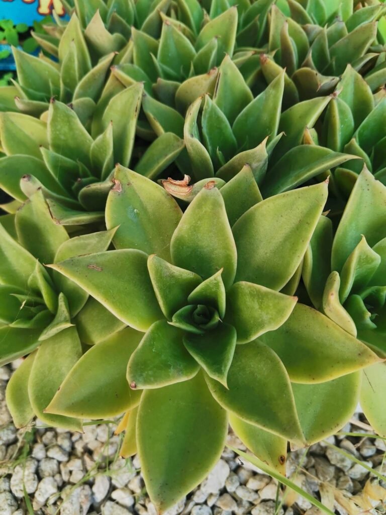Echeveria Mexicano